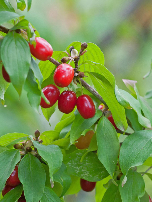 Nahaufnahme eines Kornelkirschenzweigs mit Blatt und Frucht