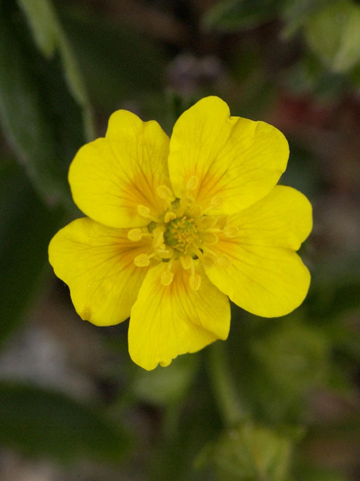 Potentilla aurea, Gold-Fingerkraut