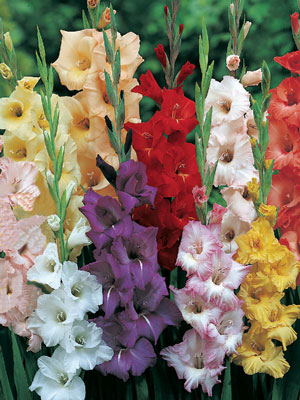 Gladiolen-Prachtmischung, Gladiolus (Art.Nr. 522420)