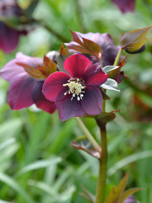 Helleborus orientalis 'Red Hybrid' (M), Lenzrose, Christrose, Nieswurz