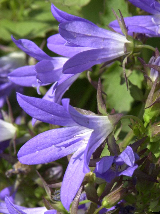 Campanula poscharskyana 'Stella', Hängepolster-Glockenblume, Gartenglockenblume