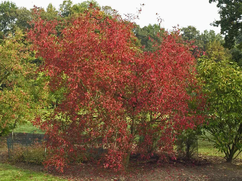 Euonymus europaeus im Herbst