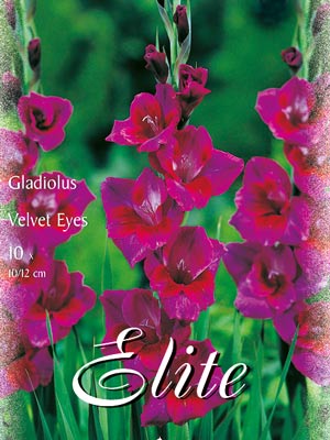 Großblumige Gladiole 'Velvet Eyes', Gladiolus (Art.Nr. 521316)