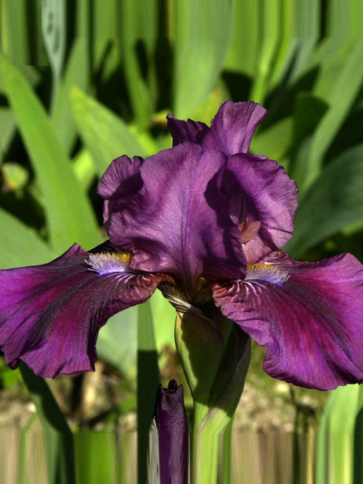 Iris x barbata-nana 'Atroviolacea', Zwerg-Bartiris, Zwerg-Schwertlilie