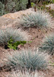 festuca-cinerea-azurit56d6f39c4a65a