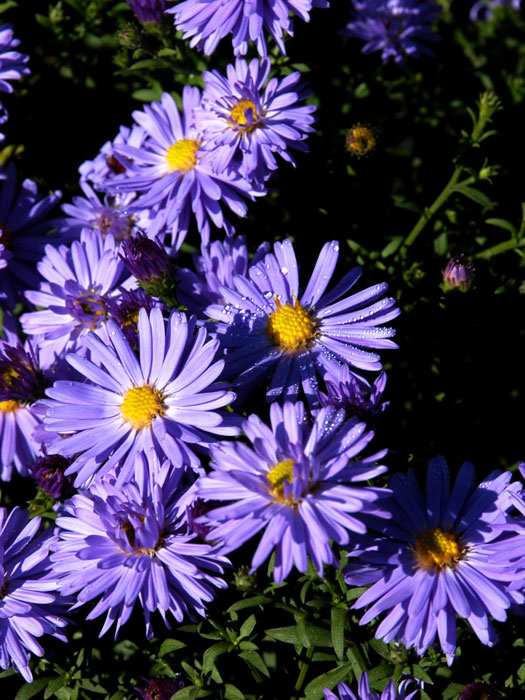 Aster dumosus 'Professor A. Kippenberg' (M), Kissen-Aster, Herbst-Aster