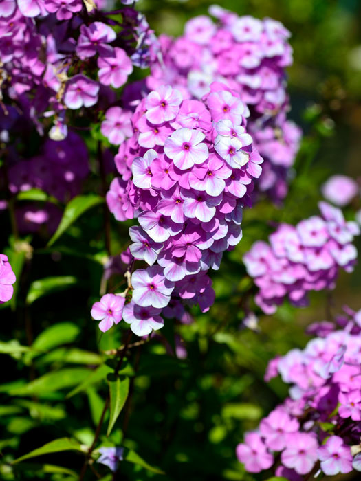 Phlox maculata 'Rosalinde', Flammenblume, Wiesenphlox