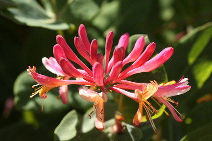 Nahaufnahme der Blüte eines Geissblattes