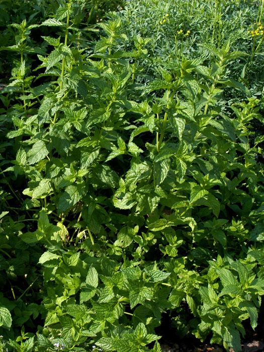 Pfefferminze, Mentha piperita