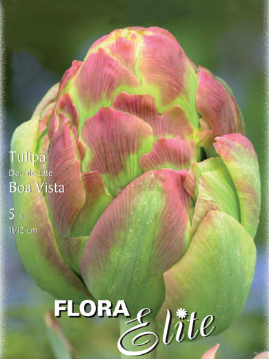 Gefüllte späte Tulpe 'Boa Vista' (Art.Nr. 595153)