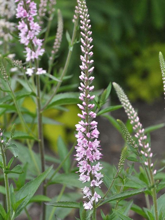 Veronica longifolia 'Pink Damask', Langblättriger Garten-Ehrenpreis, Wiesen-Ehrenpreis