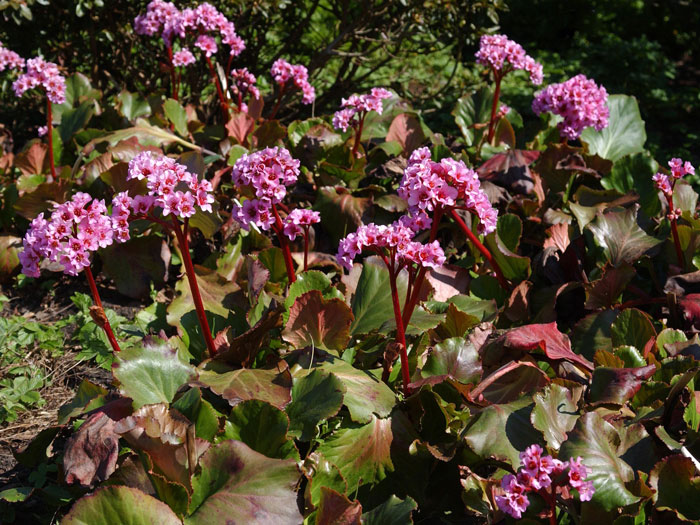 Die Bergenie 'Herbstblüte'