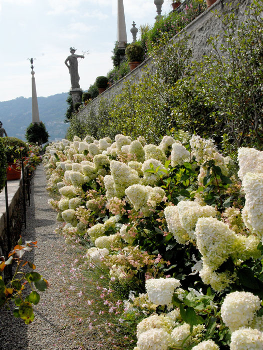 Rispen-Hortensie Grandiflora