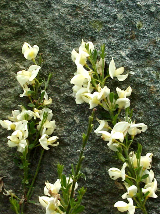 Der Zwerg-Elfenbeinginster während seiner Blüte