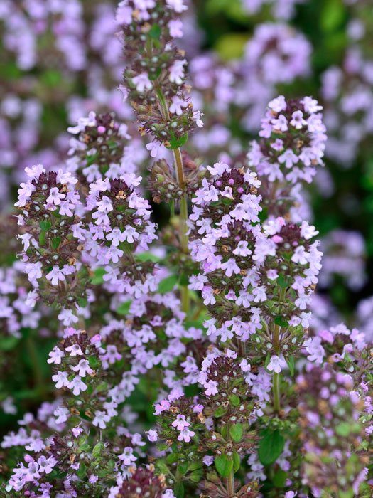 Thymus citriodorus 'Silver Queen', Silberner oder weißbunter Zitronen-Thymian