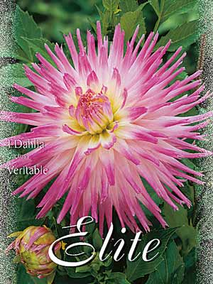 Kaktus-Dahlie 'Veritable', Dahlia (Art.Nr. 520092)