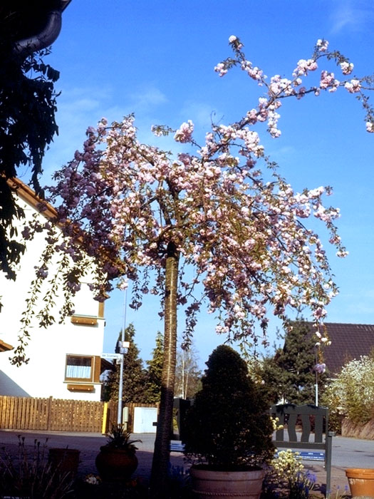 Prunus serrulata 'Kiku-Shidare-Sakura', Japanische Hänge-Nelkenkirsche - Hochstamm