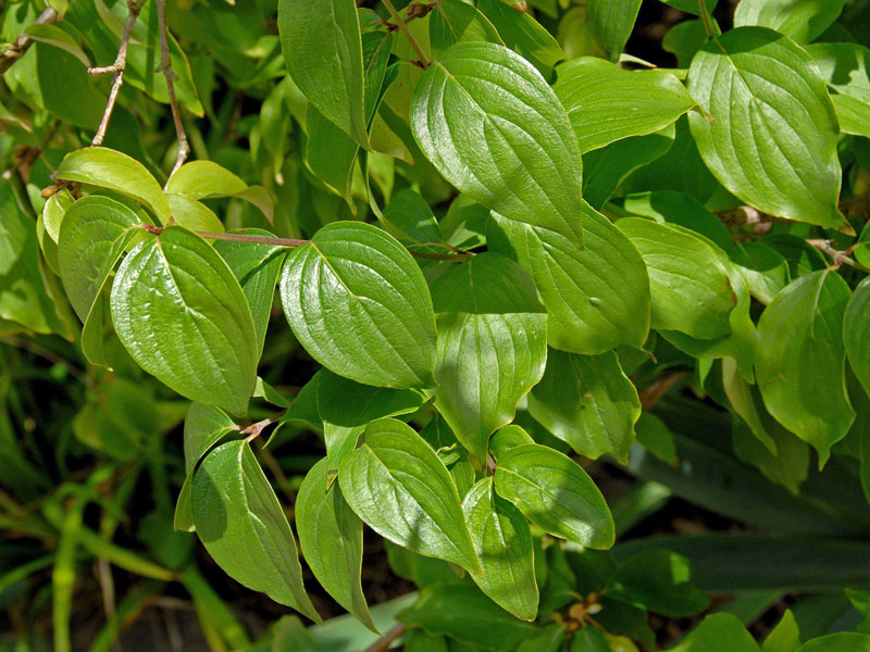 Blaetter des Cornus mas