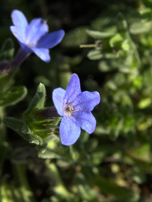 Glandora diffusa 'Heavenly Blue', Südlicher Steinsame, blauer Steinsame