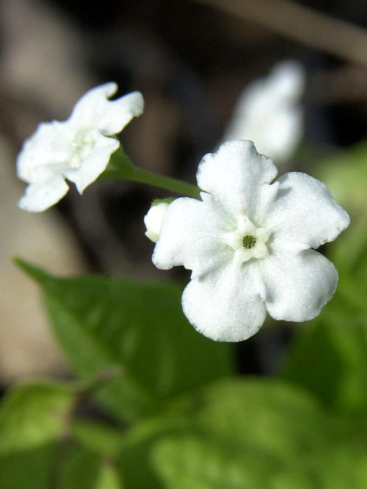 Omphalodes verna 'Alba', Weißes Gedenkemein, Nabelnüsschen