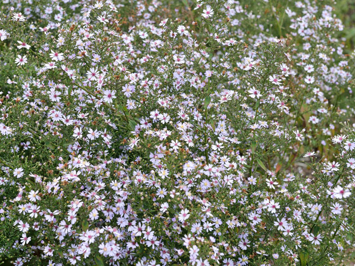 Aster cordifolius 'Ideal', Schleier-Aster, Wald-Aster