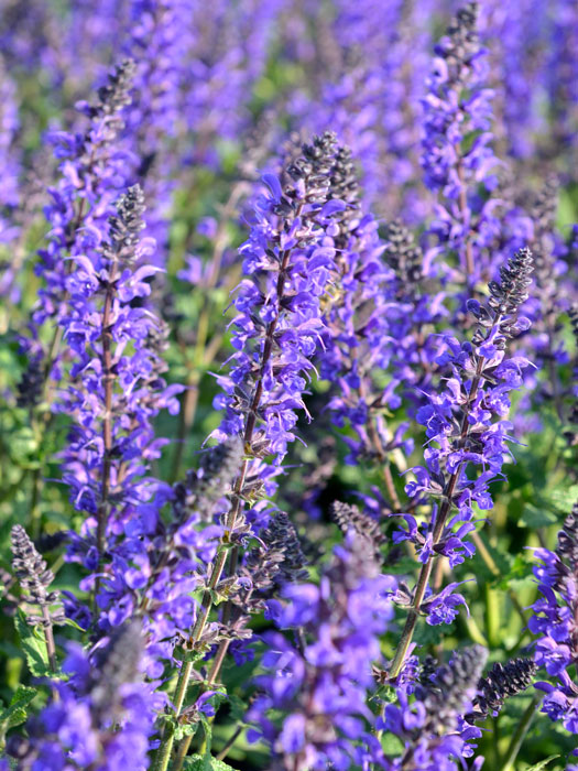 Salvia nemorosa 'Viola Klose', Steppensalbei