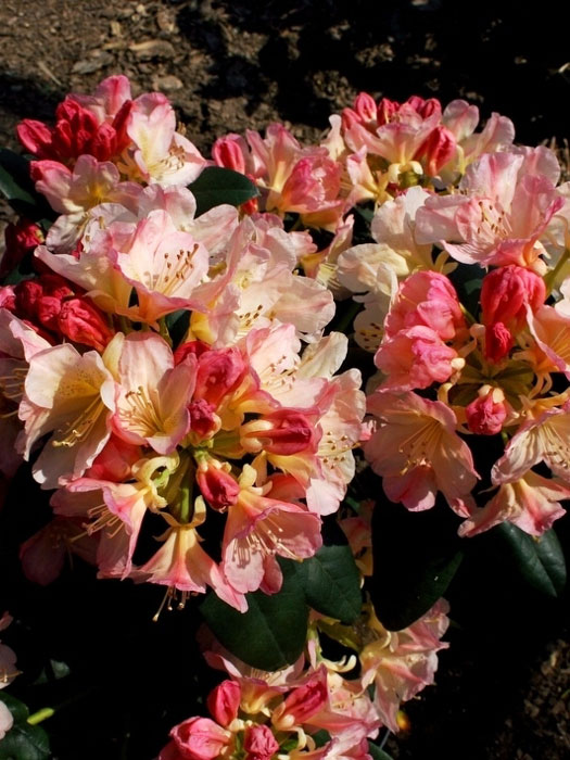 Rhododendron yakushimanum 'Percy Wiseman'