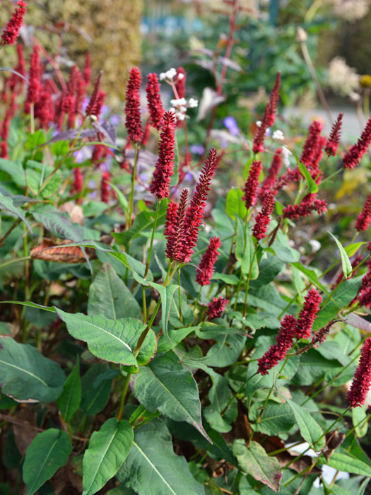 Bistorta (syn. Polygonum) amplexicaule 'Blackfield' (syn. auch Persicaria), Kerzenknöterich, Wiesenknöterich