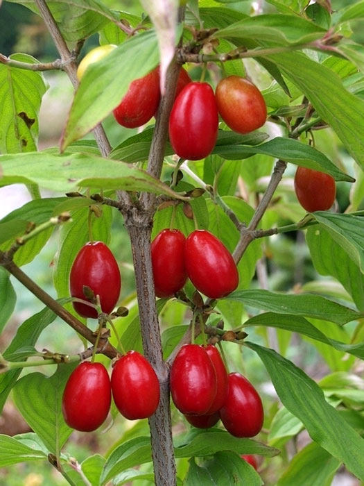 Frucht und Blatt der essbaren Kornelkirsche