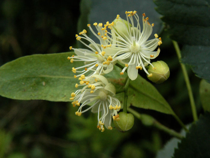 Tilia cordata, Winterlinde