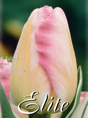 Triumph Tulpen 'New Design' (Art.Nr. 595242)