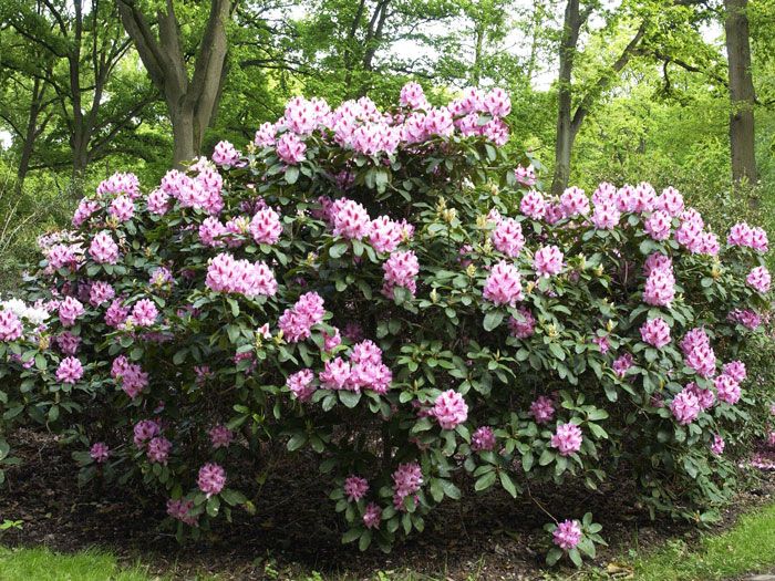 Rhododendron 'Furnivall's Daughter' INKARHO®