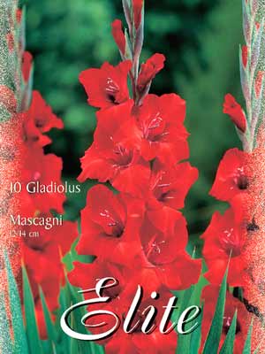 Großblumige Gladiole 'Mascagni', Gladiolus (Art.Nr. 521278)