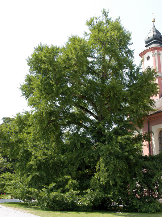 Ausgewachsener Fächerblattbaum