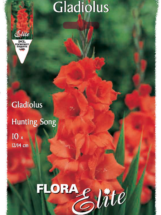 Großblumige Gladiole 'Hunting Song', Gladiolus (Art.Nr. 521264)