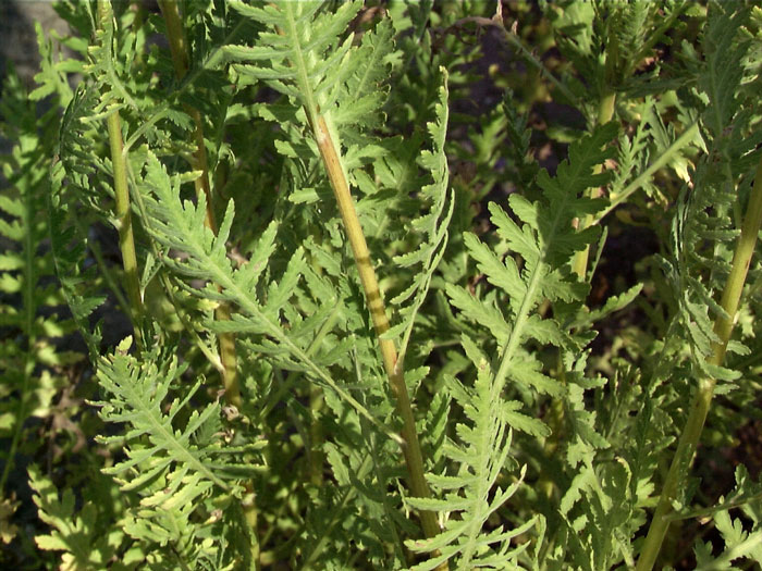 Achillea filipendulina 'Parker', Edel-Schafgarbe, Goldquirlgarbe