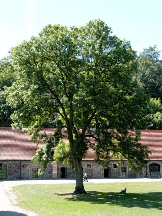 Fraxinus excelsior, Esche