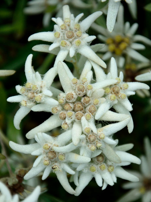 Leontopodium alpinum, Alpen-Edelweiß