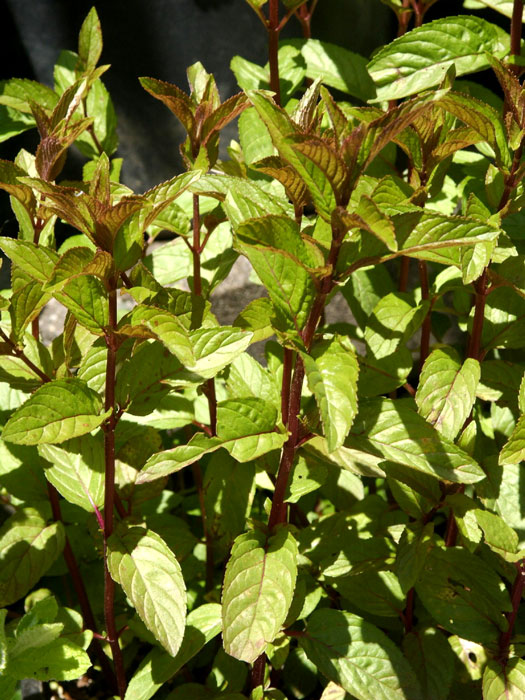 Schokoladenminze, Mentha x piperita 'Chocolate'