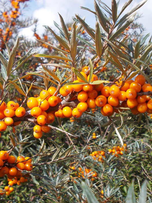 Hippophae rhamnoides, heimischer Sanddorn