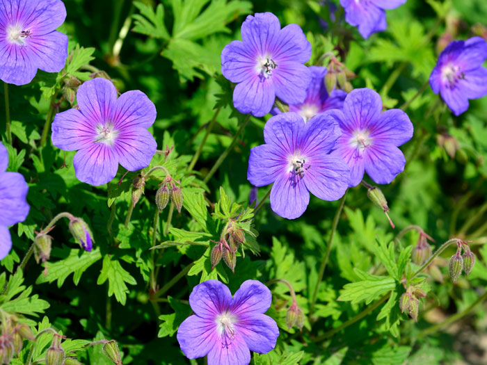 Geranium himalayense 'Gravetye', Himalaja-Storchschnabel, Wiesenstorchschnabel