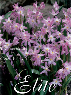 Schneeglanz 'Pink Giant', Sternhyazinthe Chionodoxa (Art.Nr. 596532)