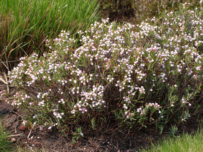 Andromeda polifolia 'Nikko', Lavendelheide