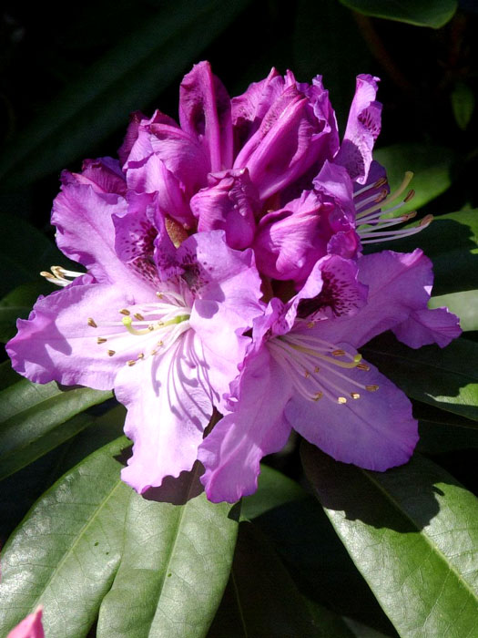 Rhododendron 'Pfauenauge'