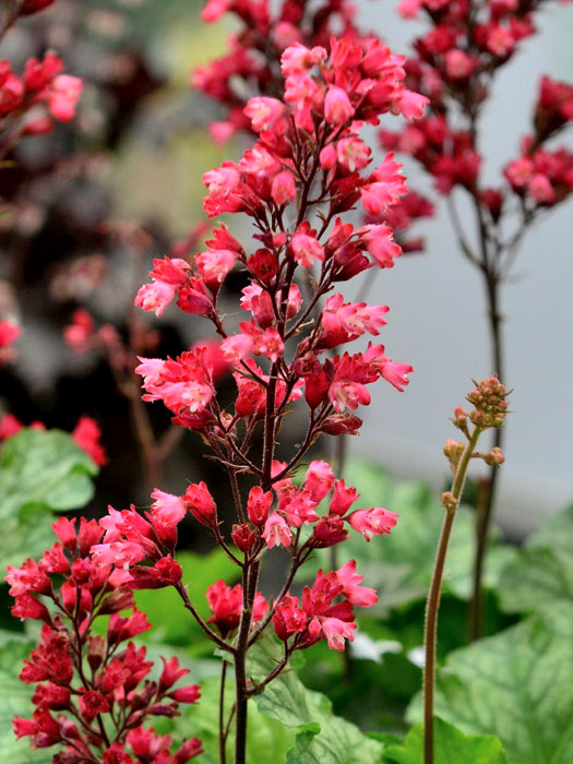 Heuchera x cultorum 'Paris', Purpurglöckchen, Purpurblatt