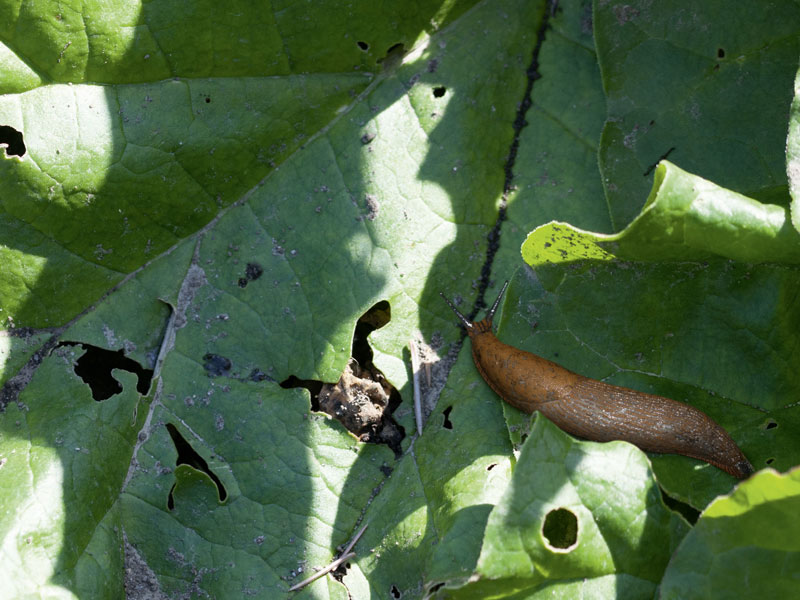 Eine braune Nacktschnecke frisst Blatt