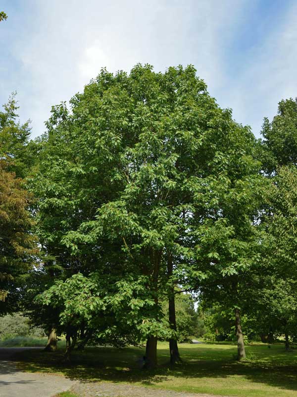 Quercus rubra, Amerikanische Rot-Eiche