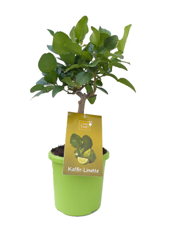 Limettenbaum 'Kaffir-Limette' - Lime Time®