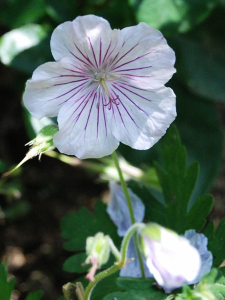 Geranium himalayense 'Derrick Cook', Himalaja-Storchschnabel, Wiesenstorchschnabel