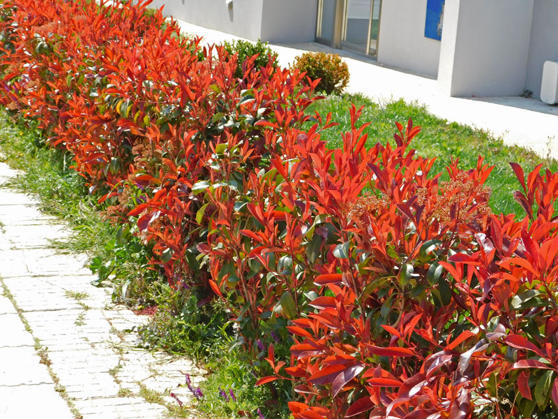 Photinia fraseri 'Devil's Dream', Rotlaubige Glanzmispel